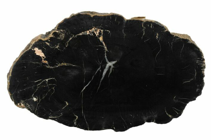 Black, Polished Petrified Wood (Araucaria) Round - Arizona #175274